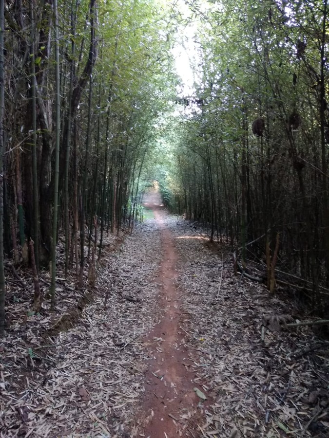 Casa, 3 quartos - Foto 19