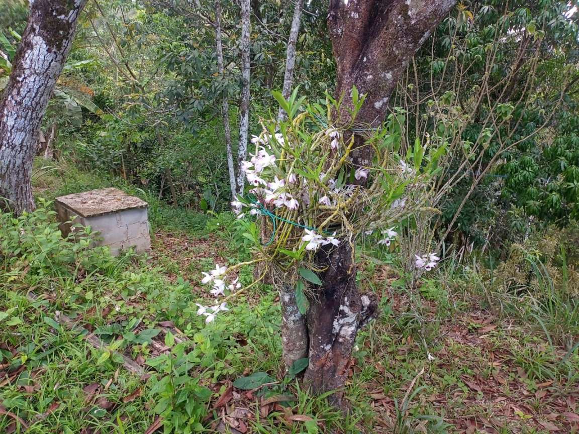 Chácara, 2 quartos, 1000 m² - Foto 17