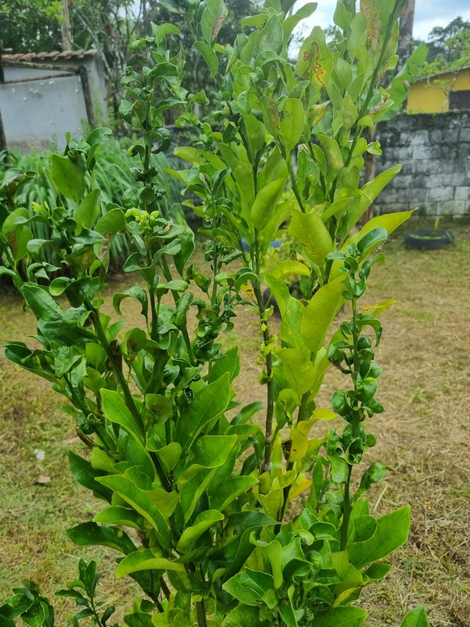 Chácara, 4 quartos, 2500 m² - Foto 8