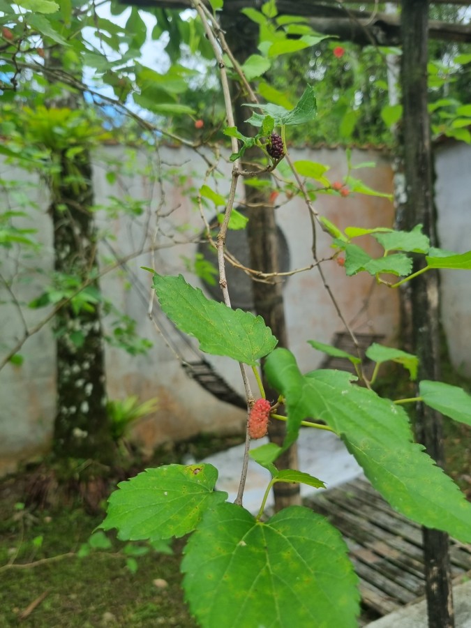 Chácara, 4 quartos, 2500 m² - Foto 13