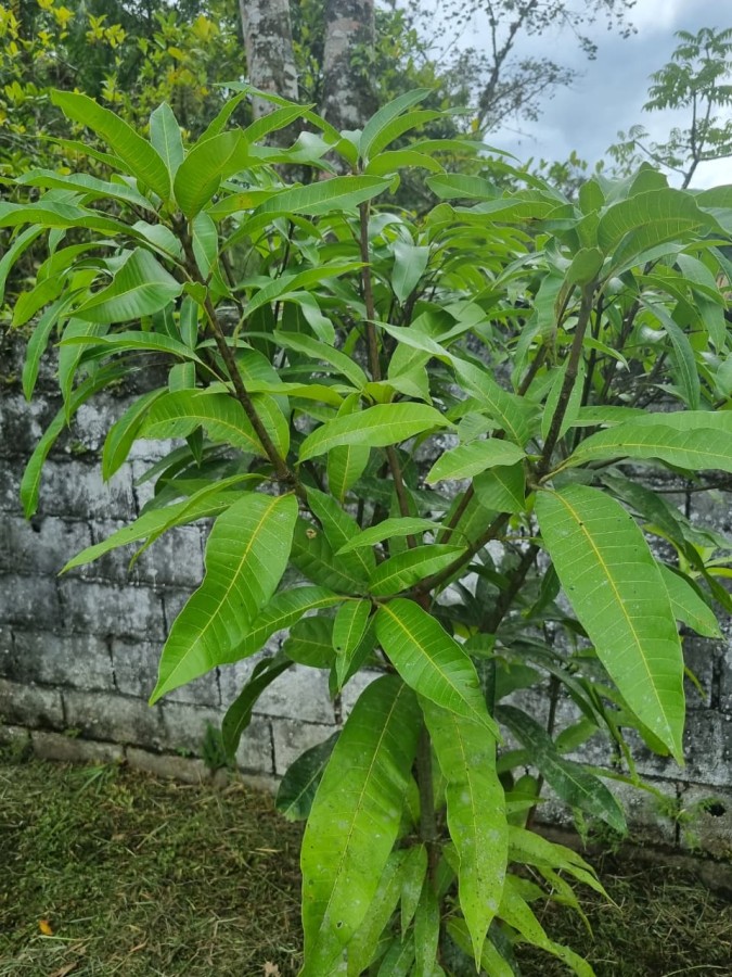 Chácara, 4 quartos, 2500 m² - Foto 18