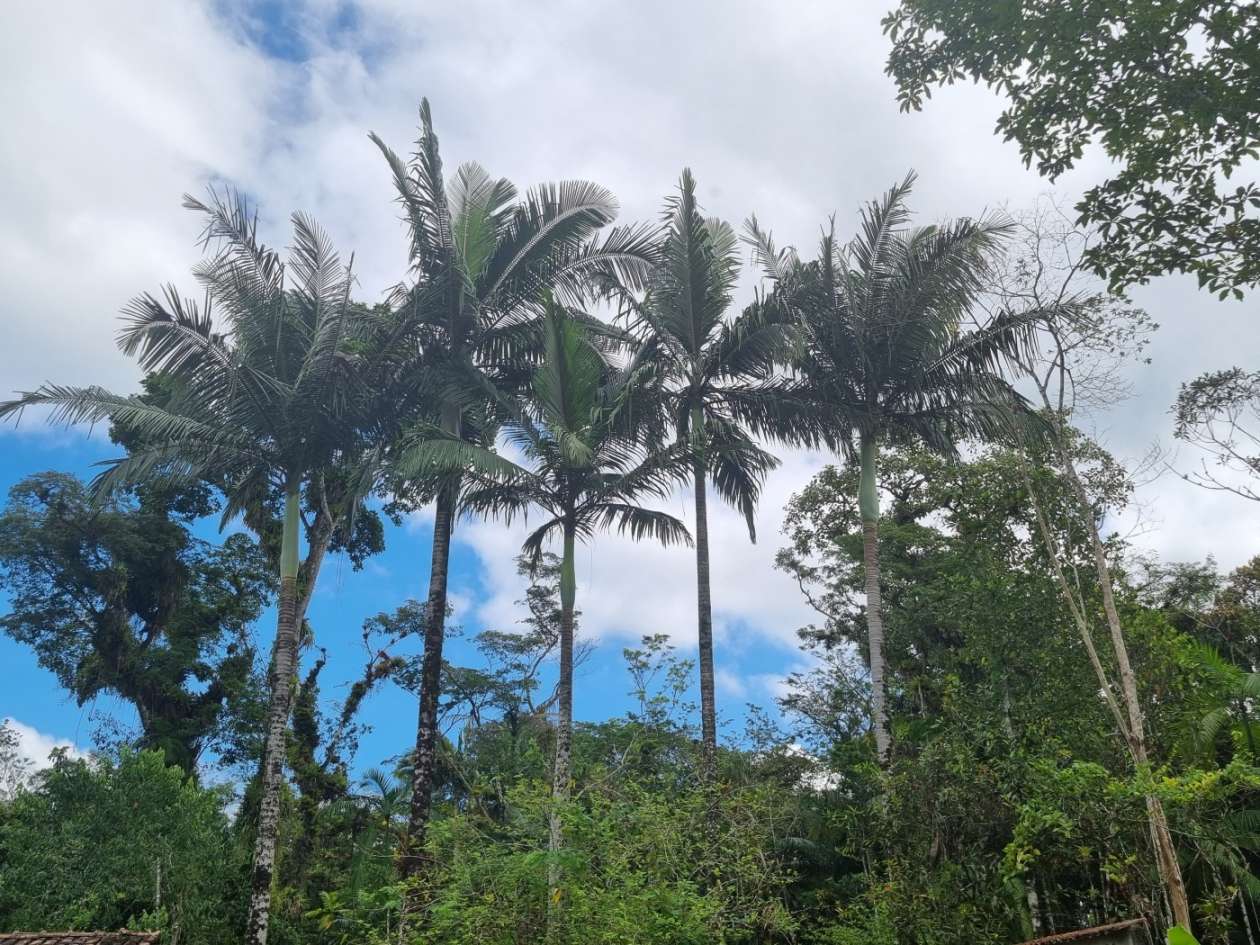 Chácara, 4 quartos, 2500 m² - Foto 47