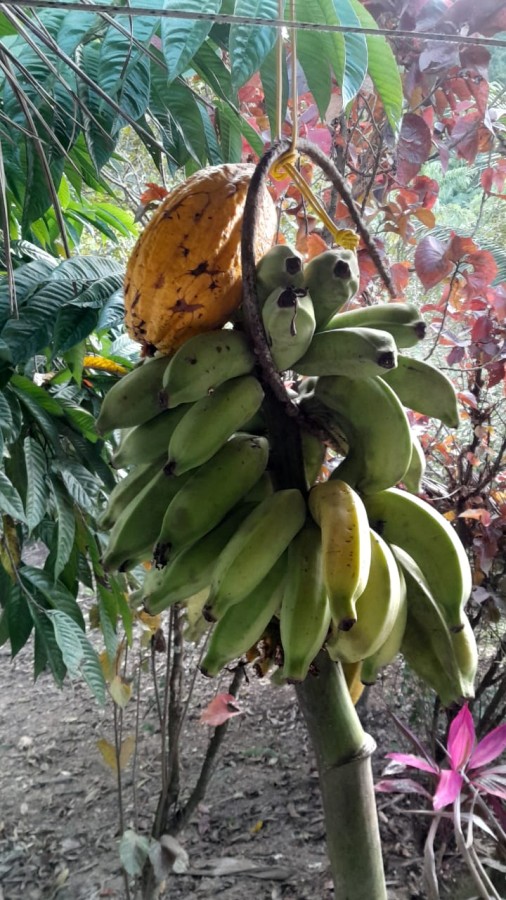 Sítio, 13 hectares - Foto 4