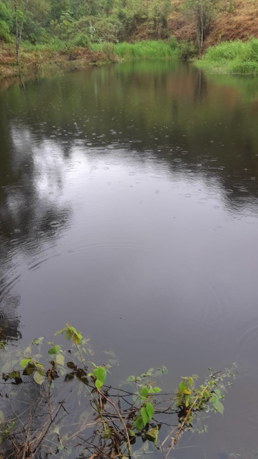 Sítio, 13 hectares - Foto 9