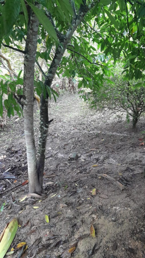 Sítio, 13 hectares - Foto 7