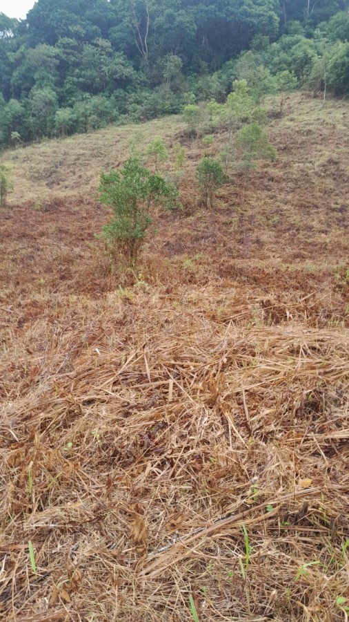 Sítio, 13 hectares - Foto 16