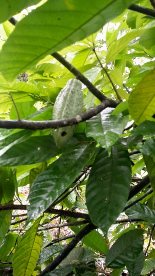 Sítio, 13 hectares - Foto 12