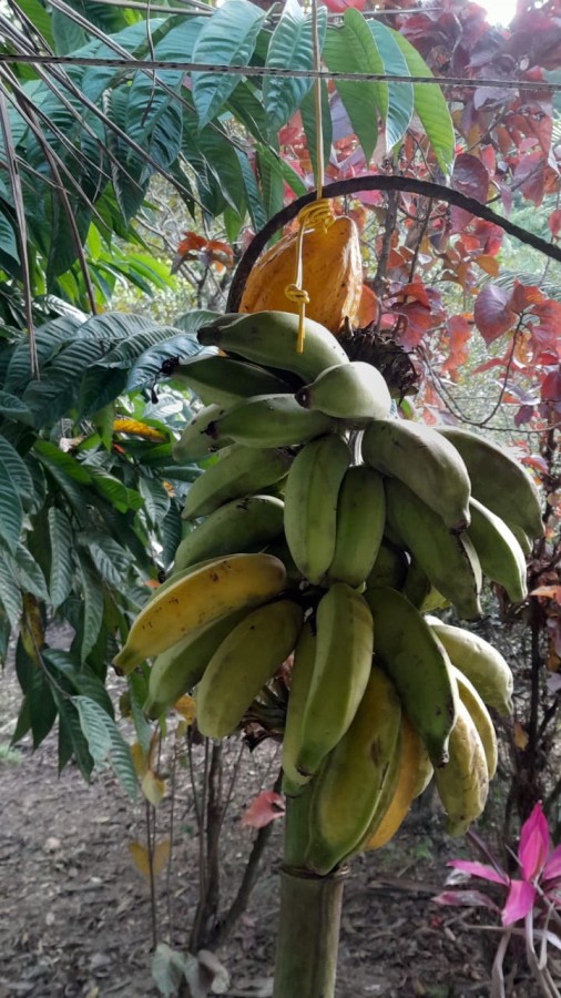 Sítio, 13 hectares - Foto 17