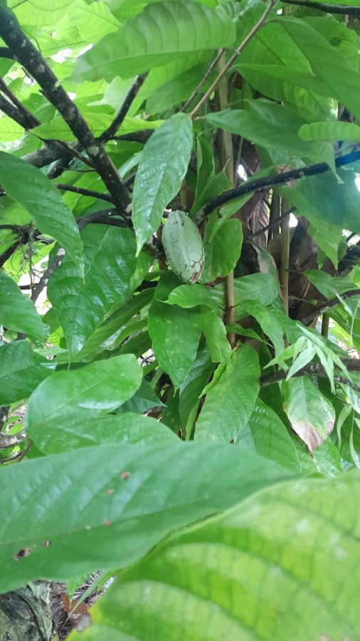 Sítio, 13 hectares - Foto 22