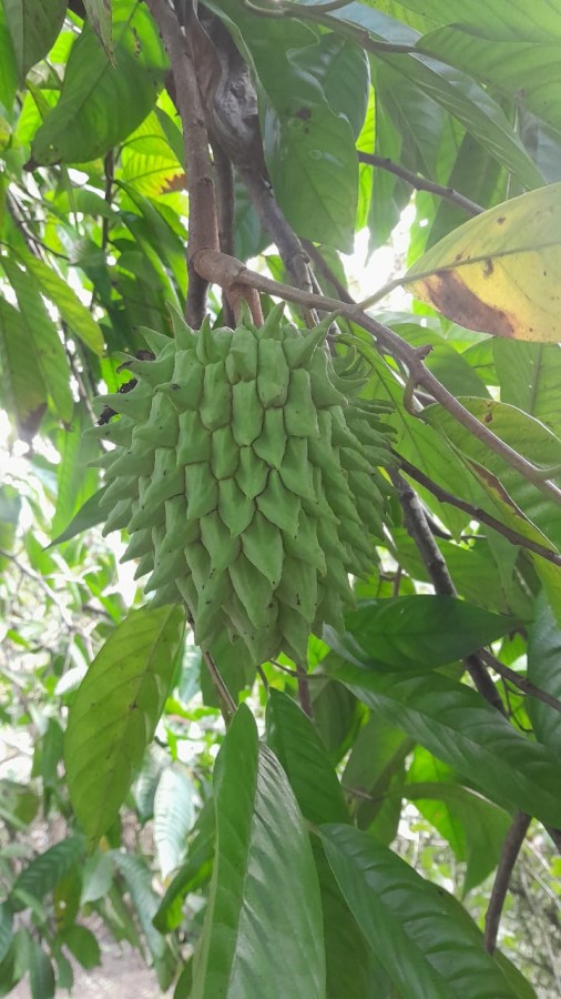 Sítio, 13 hectares - Foto 23