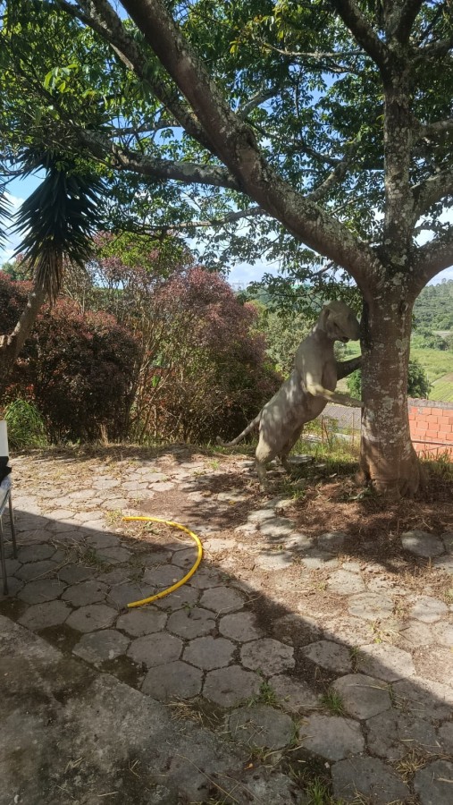 Fazenda, 1000 m² - Foto 12