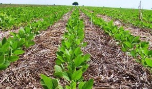 Fazenda, 1 hectares - Foto 6